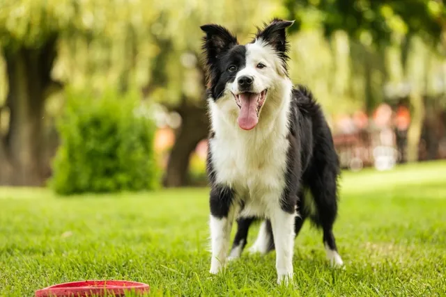 What Were Border Collies Bred For? Origin & History