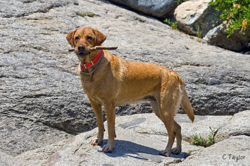 IMG_3829 Red Fox Labrador Retriever holding a stick