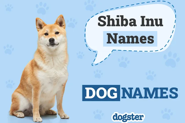 140+ Popular & Unique Shiba Inu Names for Your Foxy Pup