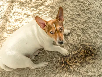 Why Does My Dog Pee in the House in Front of Me? Canine Behavior Explained