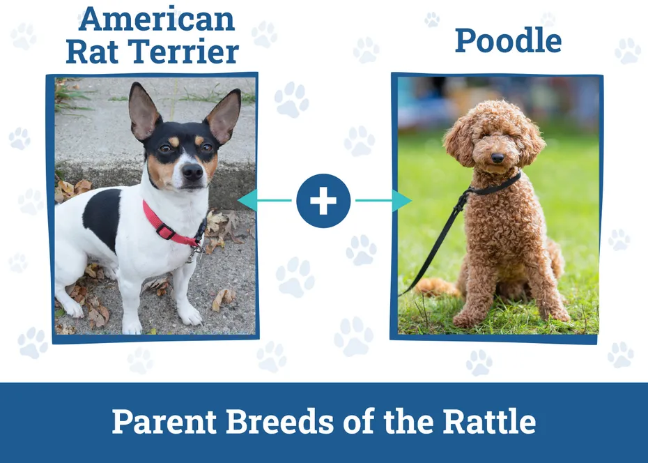 Parent Breeds of the Rattle