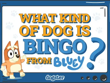 What Kind of Dog Is Bingo From Bluey? Famous TV Canines Revealed