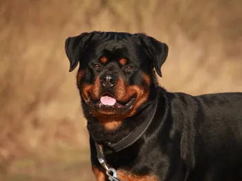 Do Rottweilers Get Their Ears Cropped? Facts & FAQ