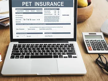 Does Pet Insurance Cover Heartworm Treatment? Standard Policies & FAQ