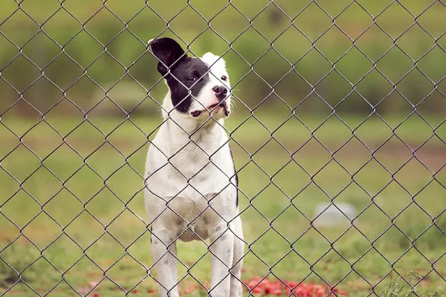 How to Dog-Proof a Fence: 10 Vet-Approved Tips