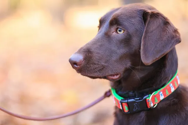 Do Dogs Like Collars? Vet-Reviewed Reasons & Safety Tips