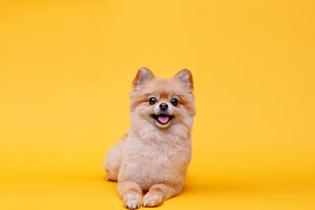 13 Interesting Facts About Small Dogs You Need to Know