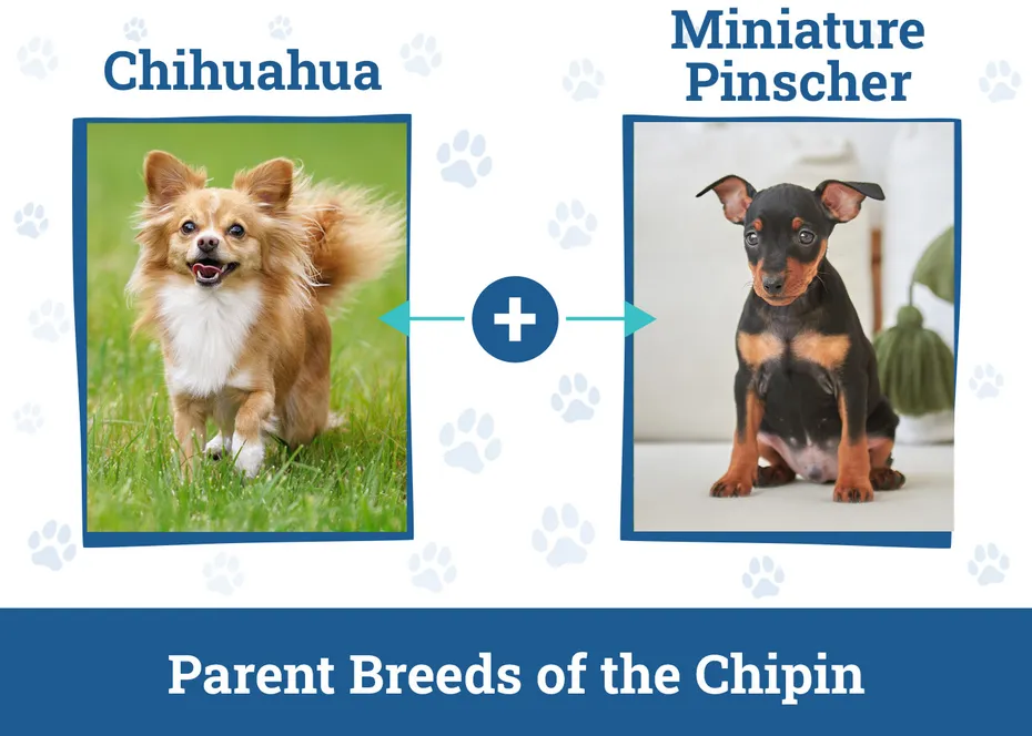 Parent Breeds of the Chipin
