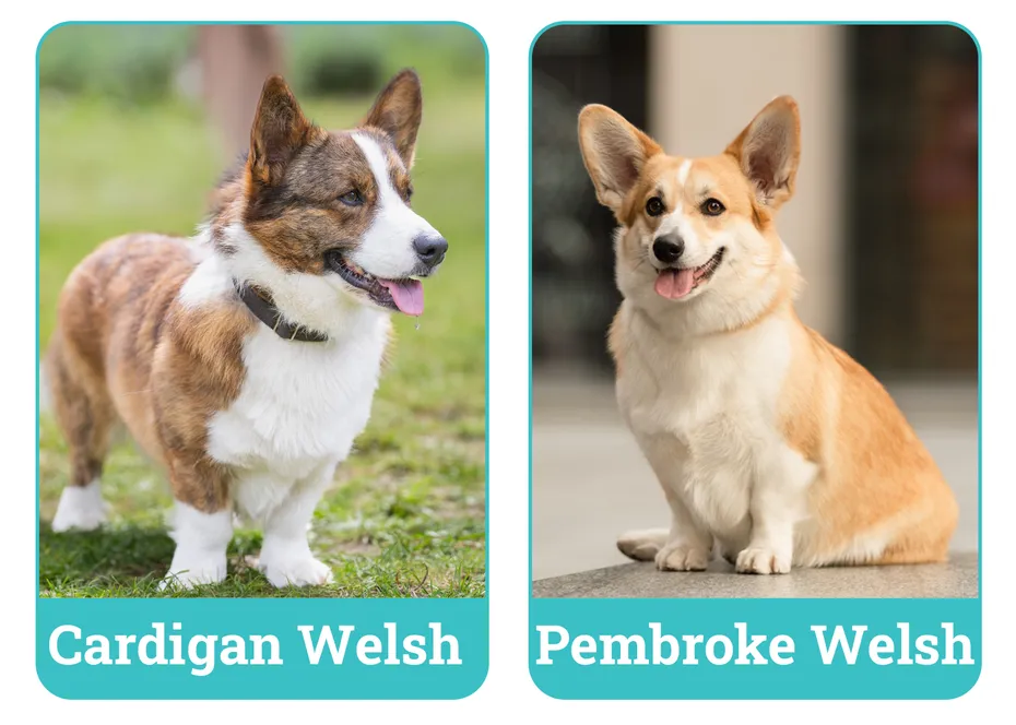 Cardigan Welsh vs Pembroke Welsh Corgi Side By Side