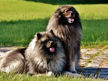 15 Fluffy Dog Breeds: Big & Small Breeds (With Info & Pictures)