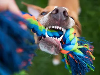 9 Best Tug-of-War Dog Toys in 2026 - Reviews & Top Picks