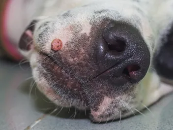 Why Does My Dog Have Warts? Vet Explains Causes, Signs & Treatment