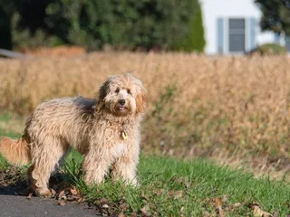 F1b Goldendoodle: Info, Pictures, Origin & More