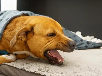 Why is My Dog Throwing Up Black or Dark Red Vomit? Our Vet Explains Causes & Treatment