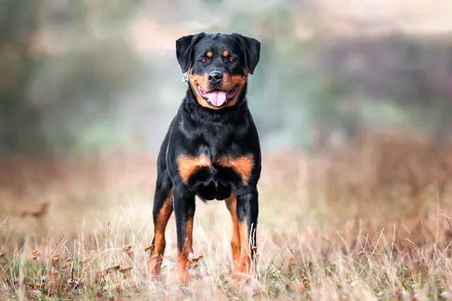 How Much Does It Cost to Own a Rottweiler? 2026 Price Guide