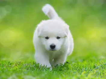 When Do Puppies Stop Growing? Vet Verified Growth Table & Facts