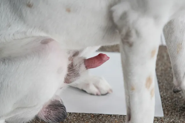 Paraphimosis in Dogs: Is Your Dog’s Lipstick “Stuck”? (Vet Answer)