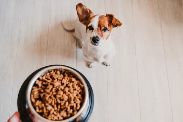 How to Use Dog Food Toppers: Vet-Verified Facts & Types Explained
