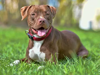 Are Pit Bulls Allowed in Dog Parks? Breed-Specific Legislation Explained (Vet-Approved)