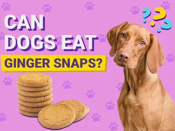 Can Dogs Eat Ginger Snaps? Vet-Verified Facts & Explanation
