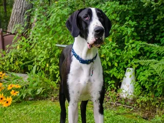 Mantle Great Dane: Info, Pictures, Origin & History