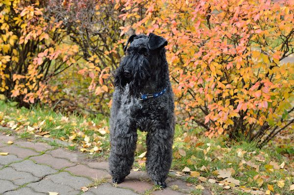 Kerry Blue Terrier: Dog Breed Info, Pictures, Facts & Traits
