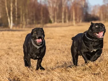 Top 10 Off-Leash Dog Parks in Colorado Springs, CO to Visit in 2026