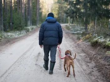 How to Keep Your Dogs Safe From Wolf Attacks: A Vet-Approved Guide