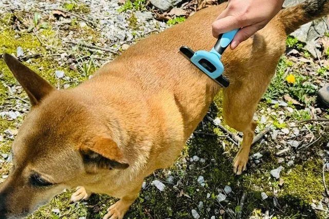 Jelly vs the Brush: A 13-Year Battle