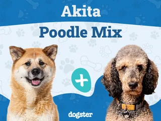 Aki-Poo (Akita Poodle Mix): Info, Pictures, Care Guide & More