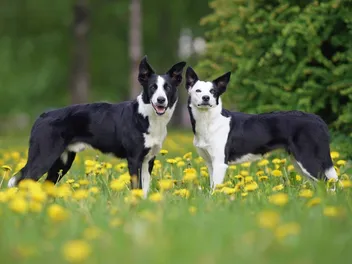 Dog Breed Plus Is Now a Part of Dogster!