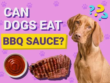 Can Dogs Eat BBQ Sauce? Vet-Verified Facts & FAQ