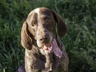 Spanish Pointer Dog Breed: Info, Pictures, Care & Traits