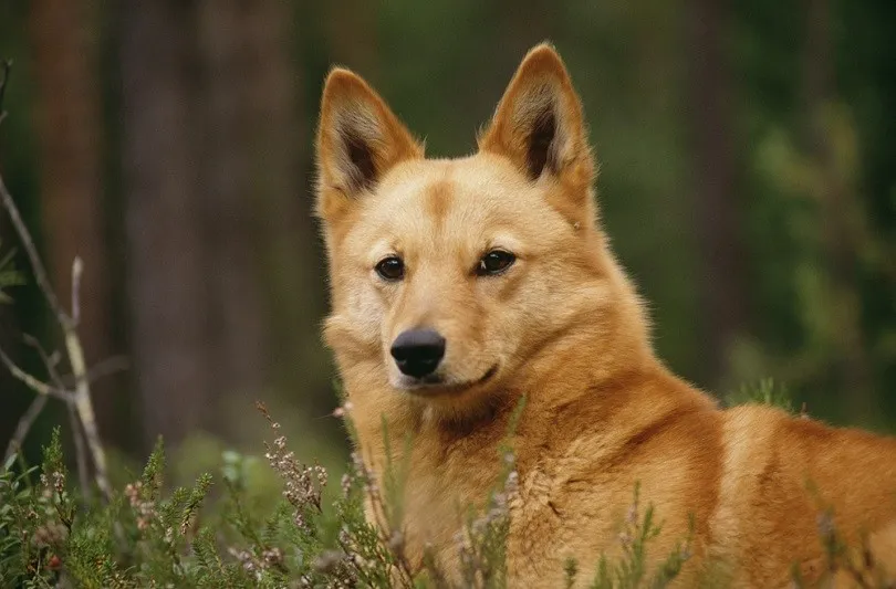 Finnish-spitz_BMJ_shutterstock