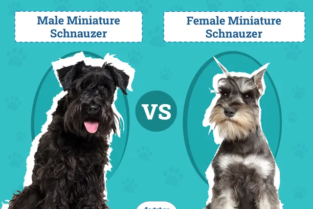 Male vs Female Miniature Schnauzer: The Difference (With Pictures)