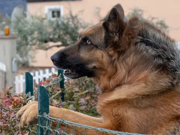 Why Do Dogs’ Hairs Stand Up? Raised Hackles Explained (Vet-Reviewed)