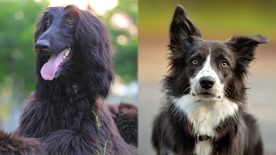 Parent Breeds of Afghan Collie