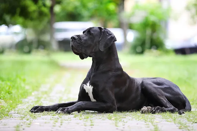 Are Great Danes Aggressive Dogs? Breed Traits & Determining Factors