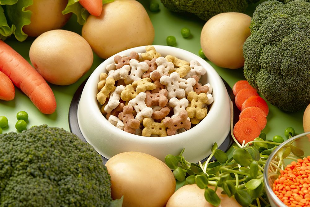 vegan dog food on pet bowl