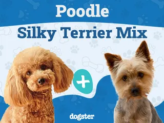 Poolky (Poodle & Silky Terrier Mix): Info, Pictures, Traits & Care