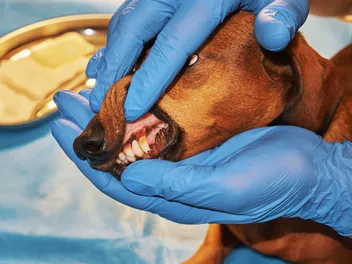 My Dog's Tooth is Discolored, What's Wrong? Our Vet Discusses 4 Common Causes