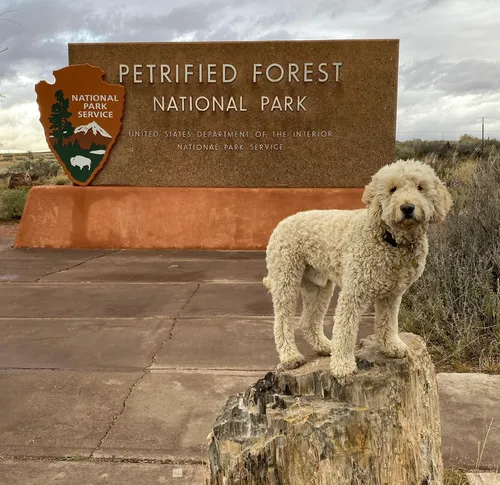 Petrified Forest National Park