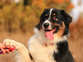 Click-and-Treat Dog Training: What Is It & Vet-Verified Tips