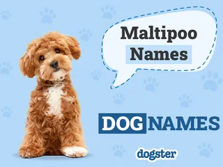 160 Awesome Maltipoo Names: Fun & Cute Options for Your Dog