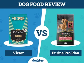 Victor Dog Food vs Purina Pro Plan: 2026 Comparison, Pros & Cons
