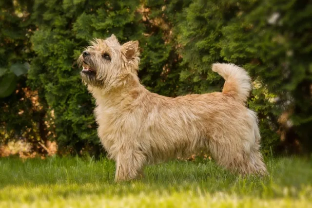 Cairn Terrier Dog Breed: Info, Pictures, Traits & Care