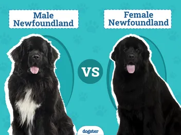 Male vs Female Newfoundlands: The Key Difference (With Pictures)