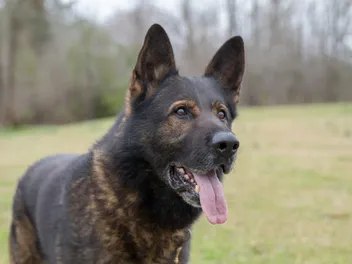 Czech German Shepherd Dog Breed: Info, Pictures, Care & Facts