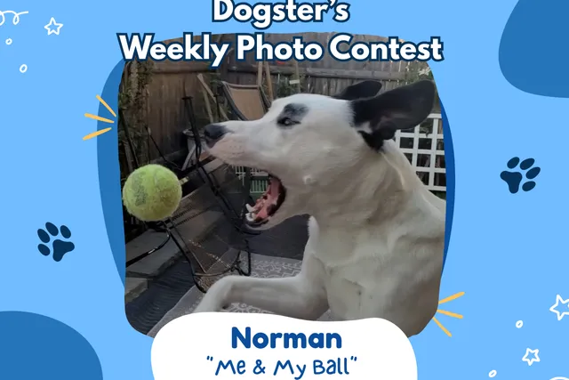Dogster’s Weekly Photo Contest Winners: Me & My Ball (July 6, 2026)