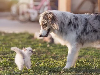 Are Australian Shepherds Good With Cats? Vet-Verified Facts & Tips